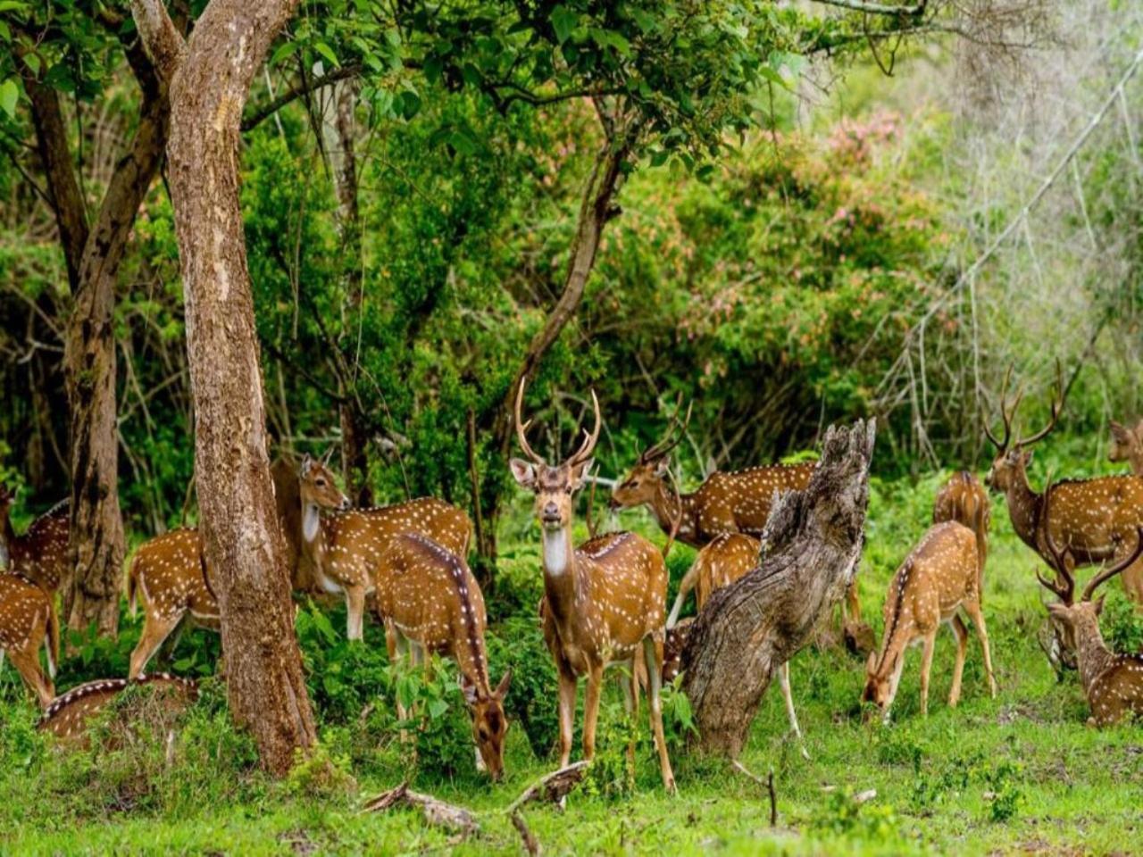 Jungle Hut Otel Masinagudi Dış mekan fotoğraf